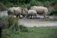 Rhinocerotidae