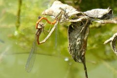 Platycnemis acutipennis