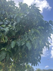 Morinda citrifolia