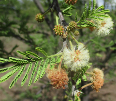 Vachellia luederitzii