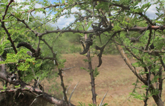 Vachellia luederitzii