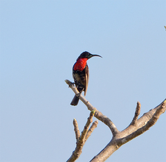 Chalcomitra senegalensis