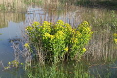 Euphorbia palustris