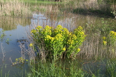 Euphorbia palustris