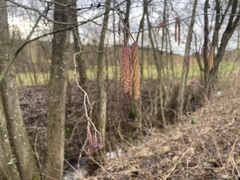 Alnus glutinosa