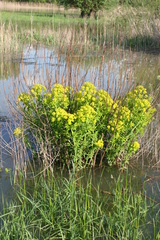 Euphorbia palustris