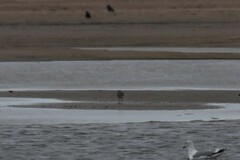 Pluvialis squatarola