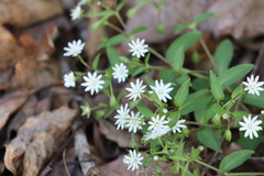 Stellaria pubera