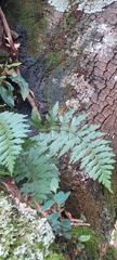 Asplenium