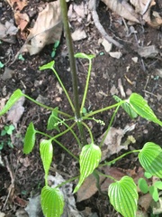 Dioscorea villosa