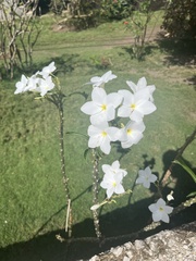 Plumeria