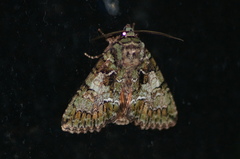 Polyphaenis sericata
