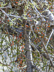 Phoradendron californicum