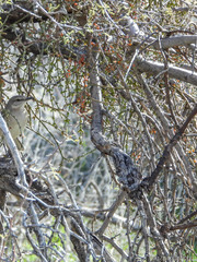 Phoradendron californicum