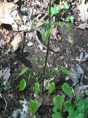 Dioscorea villosa