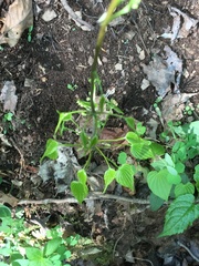 Dioscorea villosa