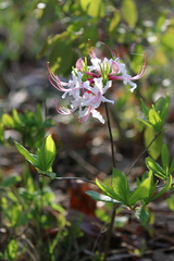 Rhododendron periclymenoides