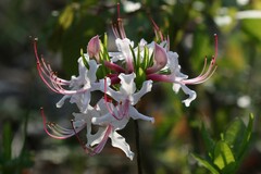 Rhododendron periclymenoides