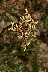 Verbena araucana