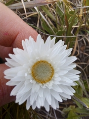 Helichrysum monticola