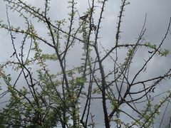 Vachellia luederitzii