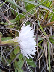 Helichrysum monticola