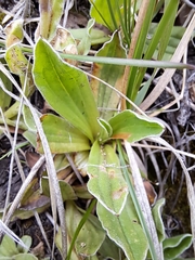 Helichrysum monticola