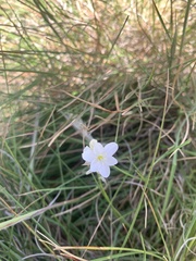 Ornithogalum diphyllum