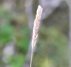Leymus innovatus