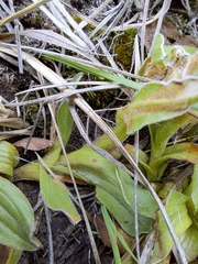 Helichrysum monticola