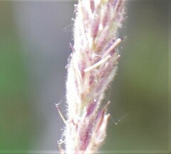 Leymus innovatus