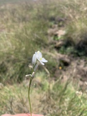 Ornithogalum diphyllum