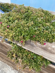 Mesembryanthemum cordifolium