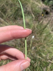Ornithogalum diphyllum