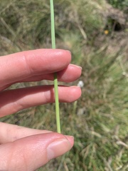 Ornithogalum diphyllum