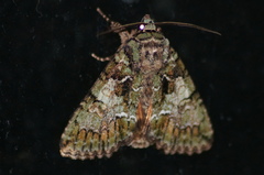 Polyphaenis sericata