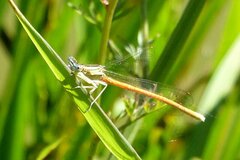 Platycnemis acutipennis