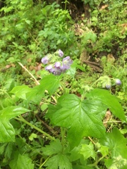 Hydrophyllum appendiculatum