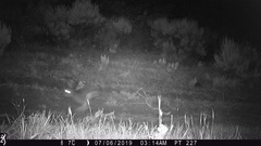 Lagomorpha
