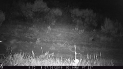 Lagomorpha