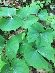 Jeffersonia diphylla