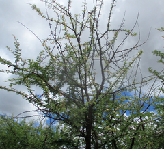 Vachellia luederitzii
