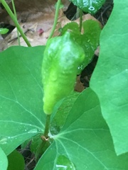 Jeffersonia diphylla