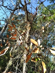 Quercus incana