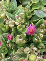 Mesembryanthemum cordifolium