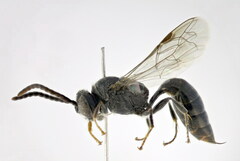 Psenulus fuscipennis