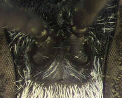 Psenulus fuscipennis