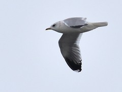 Larus canus