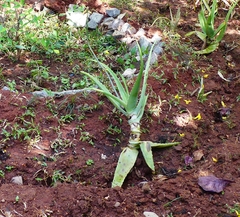 Aloe vera