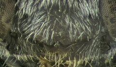 Psenulus fuscipennis